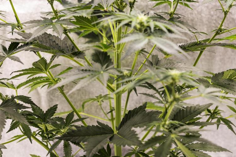 Royal Creamatic - Farm #21. Week 4 - Royal Creamatic - Day 28.