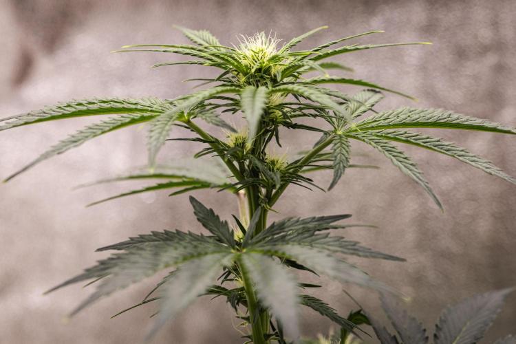 Royal Creamatic - Farm #21. Week 4 - Royal Creamatic - Day 28.