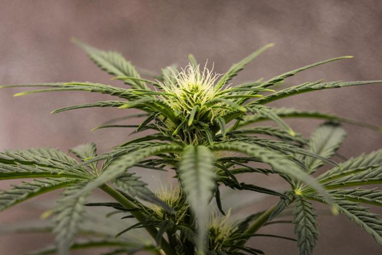 Royal Creamatic - Farm #21. Week 4 - Royal Creamatic - Day 28.