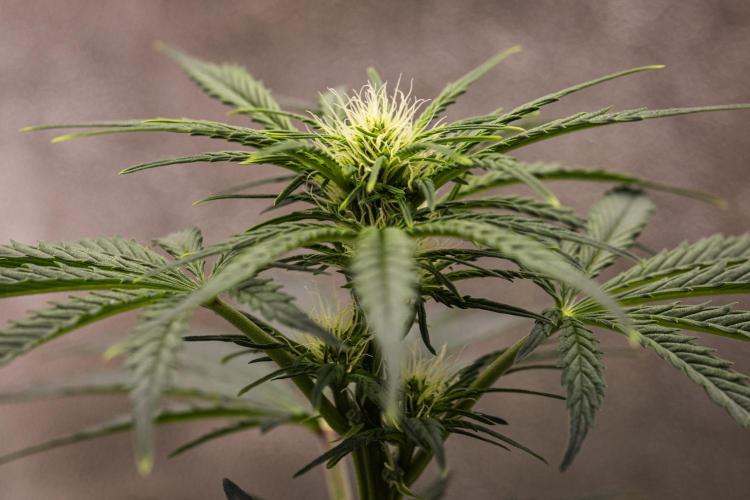 Royal Creamatic - Farm #21. Week 4 - Royal Creamatic - Day 28.