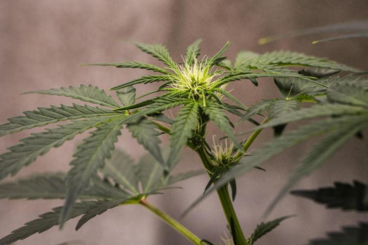 Royal Creamatic - Farm #21. Week 4 - Royal Creamatic - Day 28.