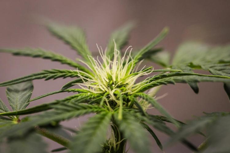 Royal Creamatic - Farm #21. Week 4 - Royal Creamatic - Day 28.