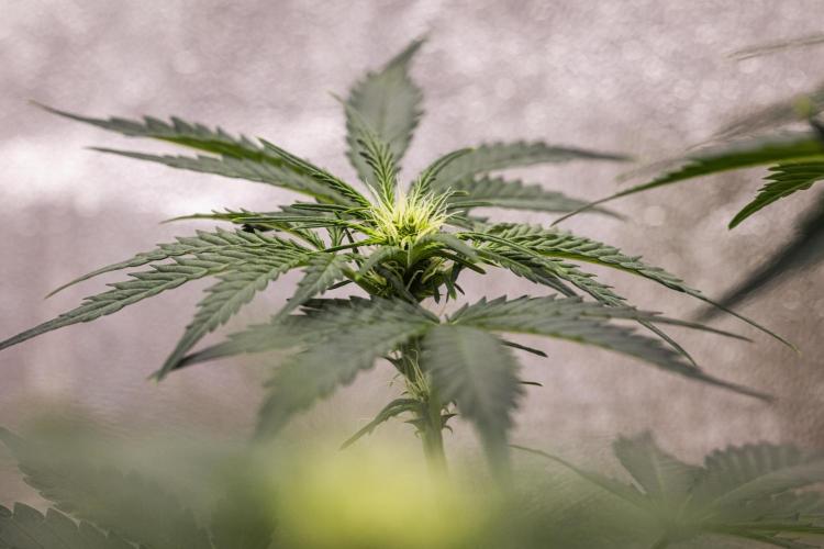 Royal Creamatic - Farm #21. Week 4 - Royal Creamatic - Day 28.