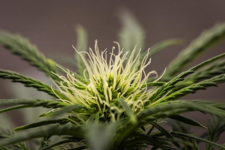 Royal Creamatic - Farm #21. Week 4 - Royal Creamatic - Day 28.