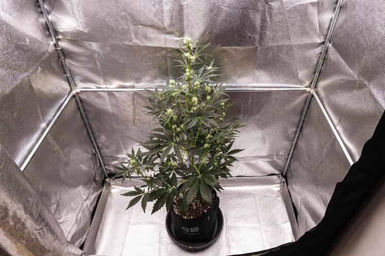 Sticky Queen - Farm #21. Week 4 - Sticky Queen - Day 28.