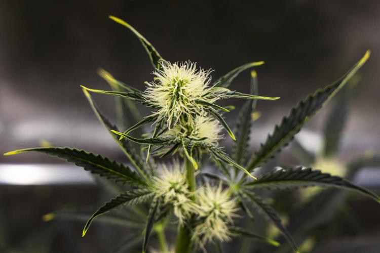 Sticky Queen - Farm #21. Week 4 - Sticky Queen - Day 28.