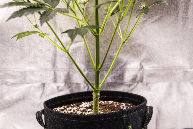 Sticky Queen - Farm #21. Week 4 - Sticky Queen - Day 28.