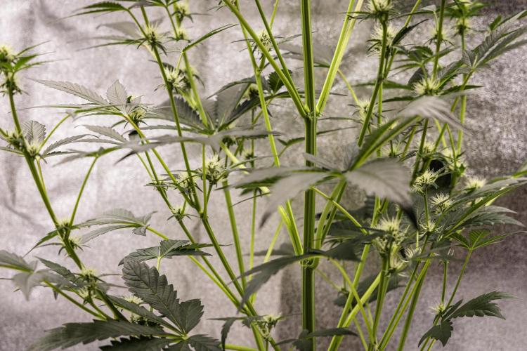 Sticky Queen - Farm #21. Week 4 - Sticky Queen - Day 28.