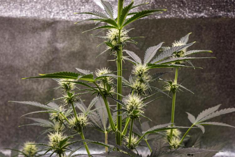 Sticky Queen - Farm #21. Week 4 - Sticky Queen - Day 28.