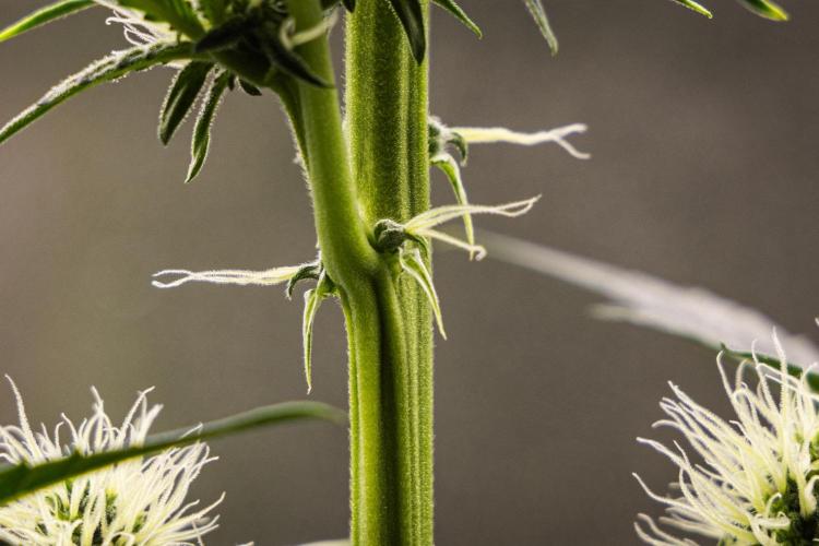 Sticky Queen - Farm #21. Week 4 - Sticky Queen - Day 28.