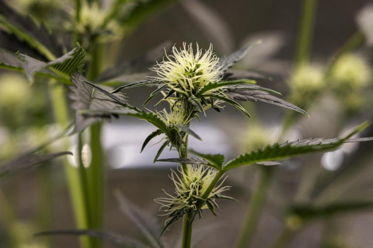 Sticky Queen - Farm #21. Week 4 - Sticky Queen - Day 28.