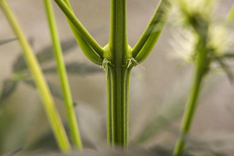 Sticky Queen - Farm #21. Week 4 - Sticky Queen - Day 28.