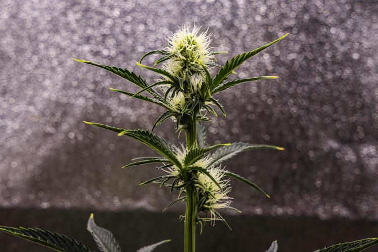 Sticky Queen - Farm #21. Week 4 - Sticky Queen - Day 28.