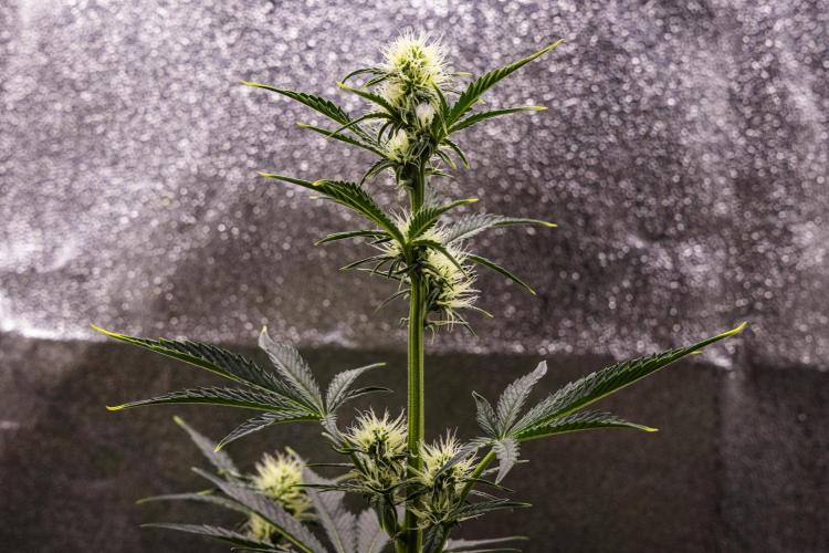 Sticky Queen - Farm #21. Week 4 - Sticky Queen - Day 28.