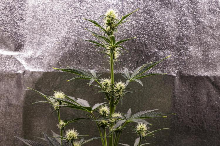 Sticky Queen - Farm #21. Week 4 - Sticky Queen - Day 28.