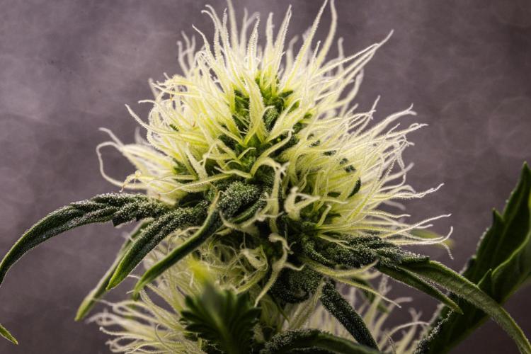 Sticky Queen - Farm #21. Week 4 - Sticky Queen - Day 28.