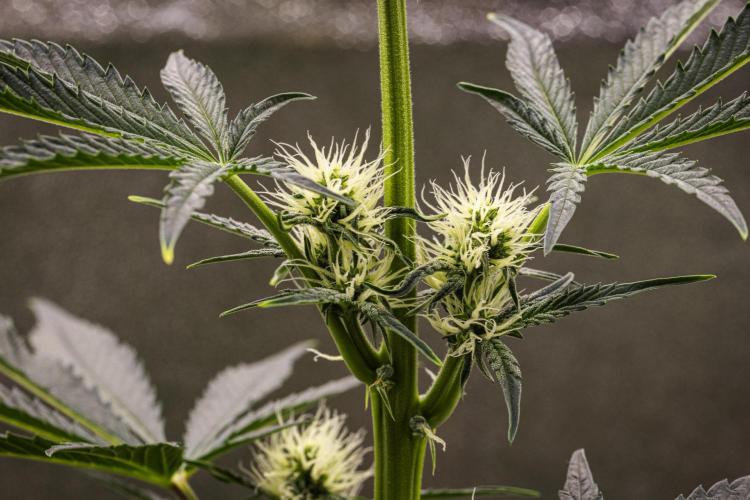 Sticky Queen - Farm #21. Week 4 - Sticky Queen - Day 28.