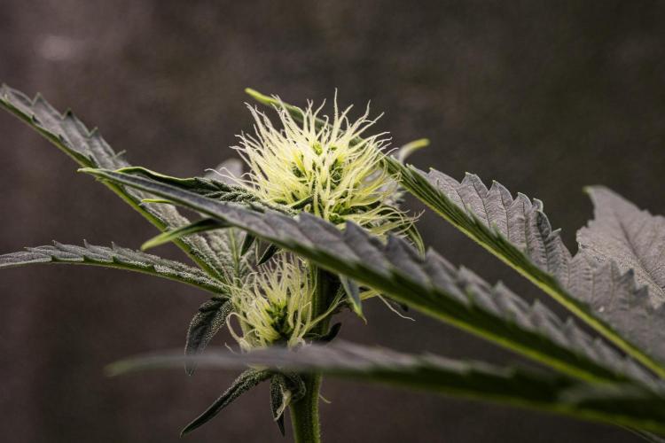 Sticky Queen - Farm #21. Week 4 - Sticky Queen - Day 28.