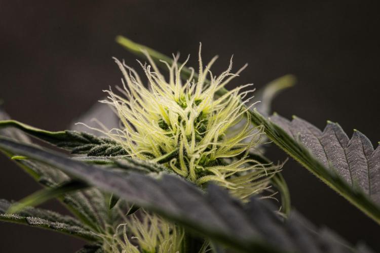 Sticky Queen - Farm #21. Week 4 - Sticky Queen - Day 28.