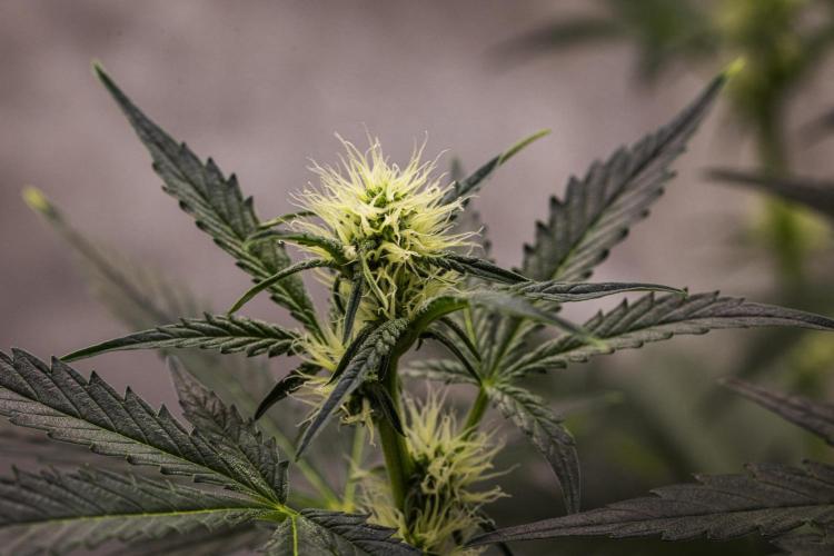 Sticky Queen - Farm #21. Week 4 - Sticky Queen - Day 28.