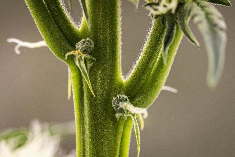 Sticky Queen - Farm #21. Week 4 - Sticky Queen - Day 28.