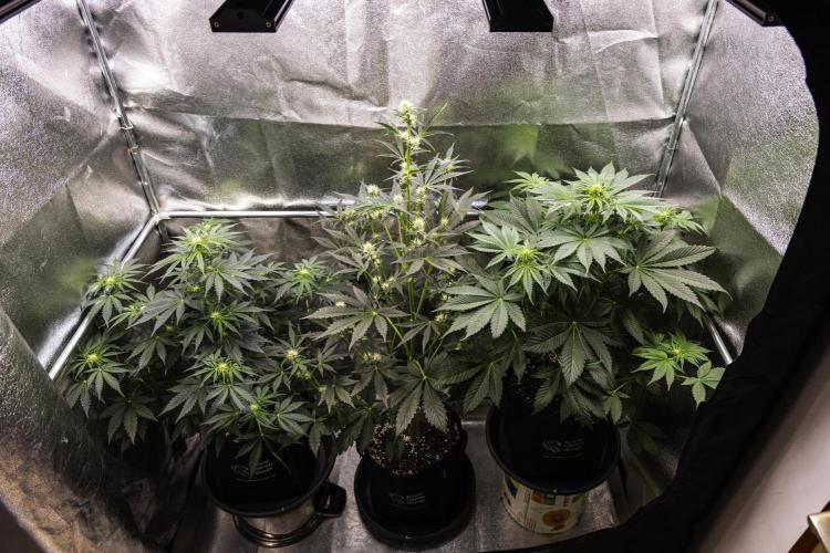 Tropicana Cookies Purple - Farm #21. Week 4 - Butterflies Little Farm - Week 4.