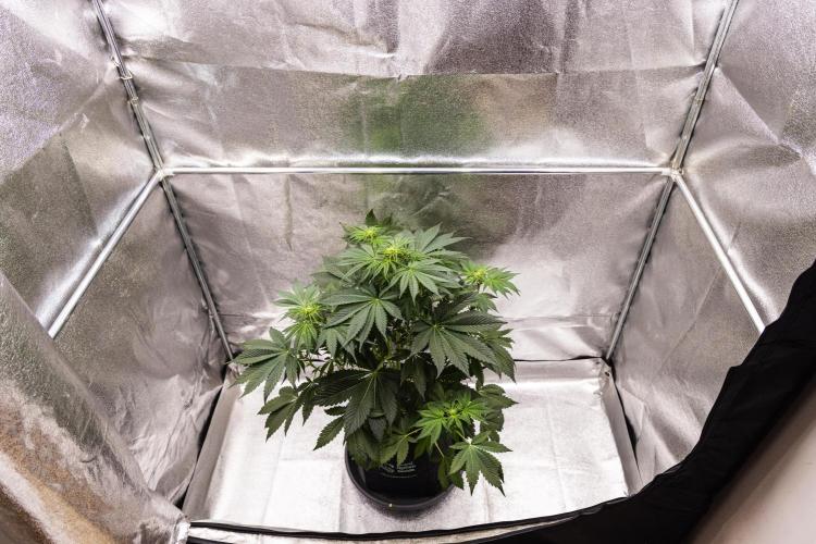 Tropicana Cookies Purple - Farm #21. Week 4 - Tropicana Cookies - Day 28.