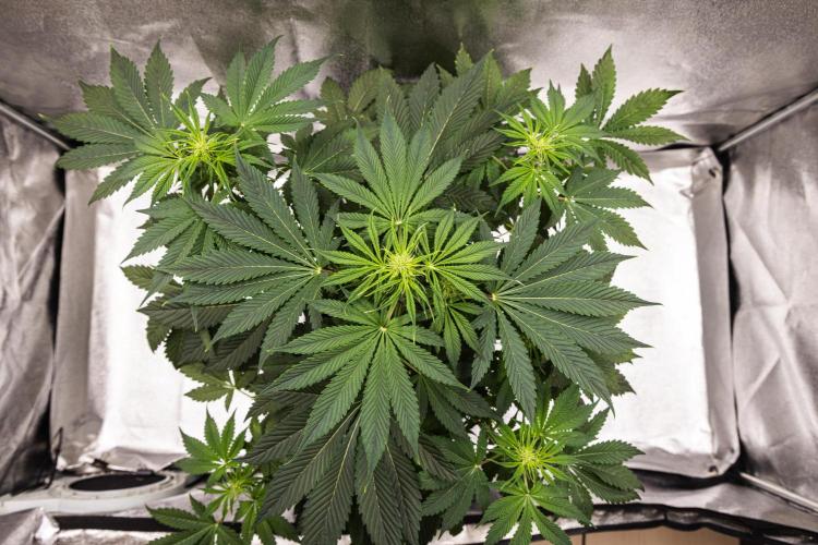 Tropicana Cookies Purple - Farm #21. Week 4 - Tropicana Cookies - Day 28.