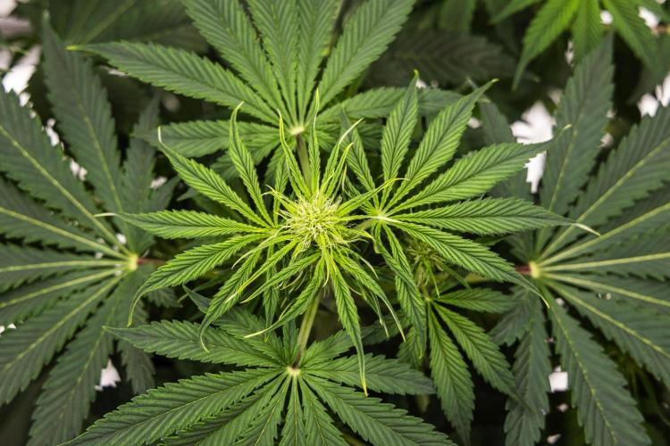 Tropicana Cookies Purple - Farm #21. Week 4 - Tropicana Cookies - Day 28.