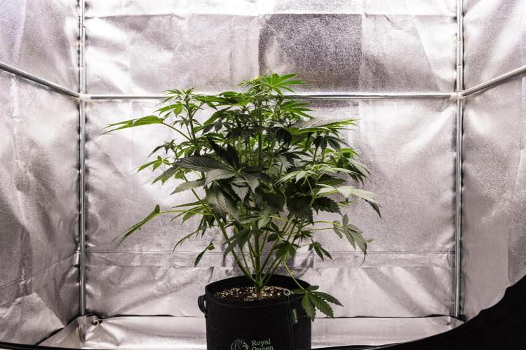 Tropicana Cookies Purple - Farm #21. Week 4 - Tropicana Cookies - Day 28.