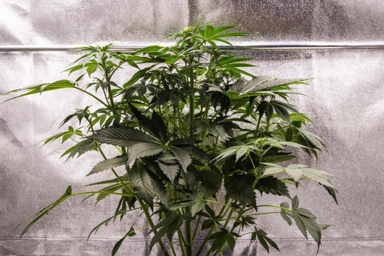 Tropicana Cookies Purple - Farm #21. Week 4 - Tropicana Cookies - Day 28.