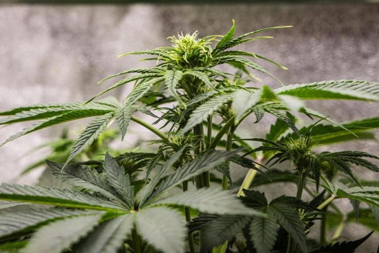 Tropicana Cookies Purple - Farm #21. Week 4 - Tropicana Cookies - Day 28.