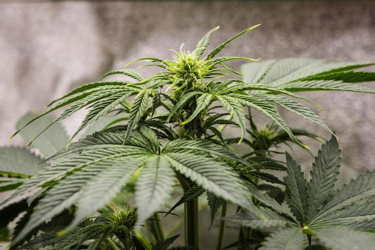 Tropicana Cookies Purple - Farm #21. Week 4 - Tropicana Cookies - Day 28.