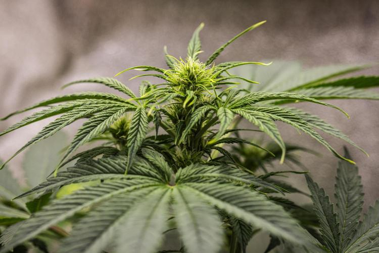 Tropicana Cookies Purple - Farm #21. Week 4 - Tropicana Cookies - Day 28.