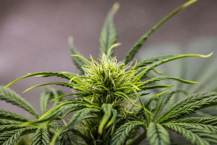 Tropicana Cookies Purple - Farm #21. Week 4 - Tropicana Cookies - Day 28.