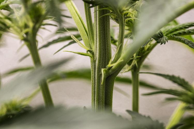 Tropicana Cookies Purple - Farm #21. Week 4 - Tropicana Cookies - Day 28.