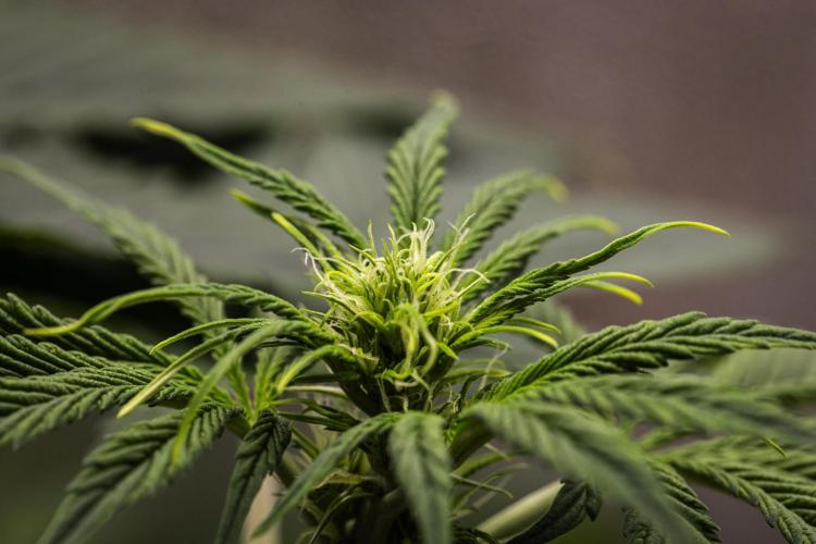 Tropicana Cookies Purple - Farm #21. Week 4 - Tropicana Cookies - Day 28.