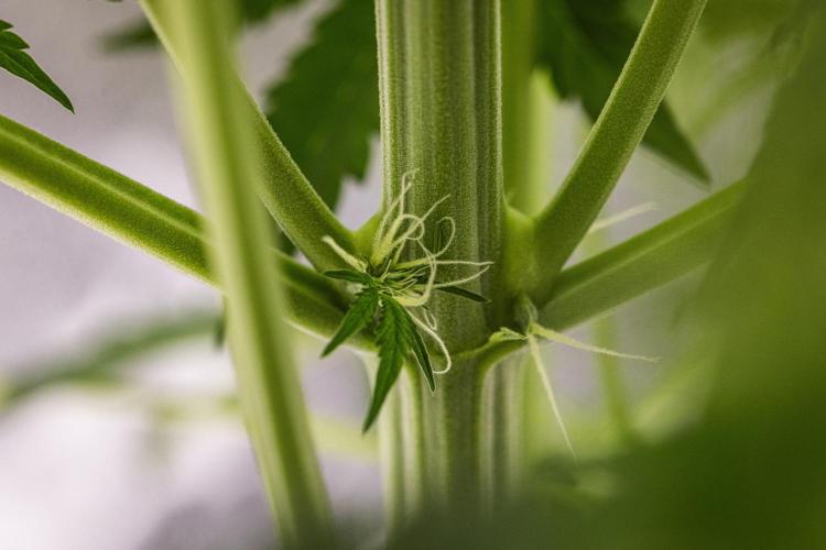 Tropicana Cookies Purple - Farm #21. Week 4 - Tropicana Cookies - Day 28.