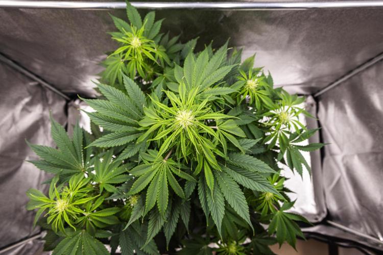 Tropicana Cookies Purple - Farm #21. Week 5 - Tropicana Cookies - Day 35.