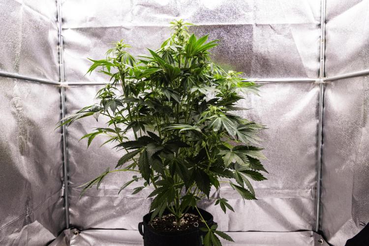 Tropicana Cookies Purple - Farm #21. Week 5 - Tropicana Cookies - Day 35.