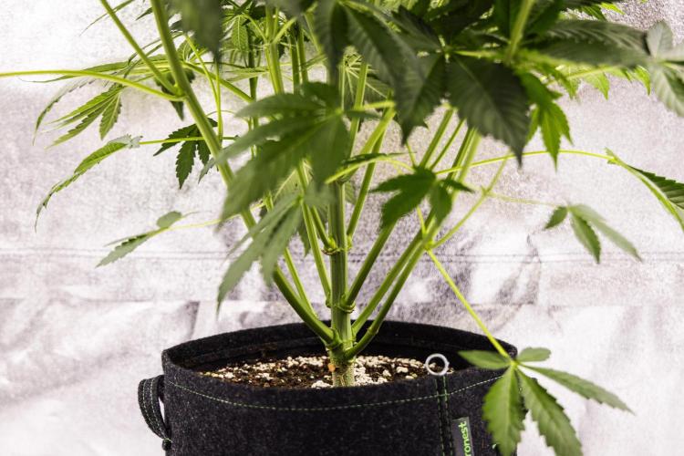 Tropicana Cookies Purple - Farm #21. Week 5 - Tropicana Cookies - Day 35.