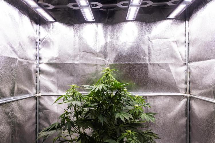 Tropicana Cookies Purple - Farm #21. Week 5 - Tropicana Cookies - Day 35.