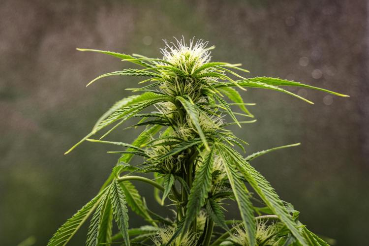 Tropicana Cookies Purple - Farm #21. Week 5 - Tropicana Cookies - Day 35.