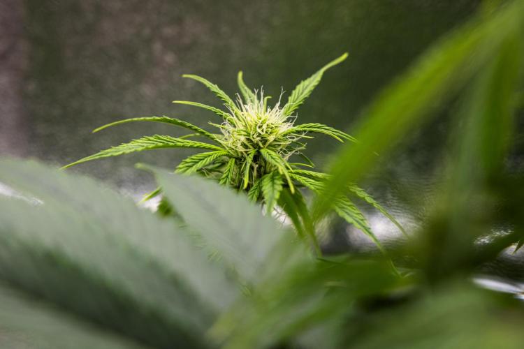 Tropicana Cookies Purple - Farm #21. Week 5 - Tropicana Cookies - Day 35.