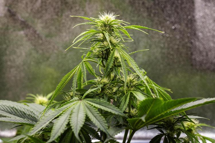 Tropicana Cookies Purple - Farm #21. Week 5 - Tropicana Cookies - Day 35.