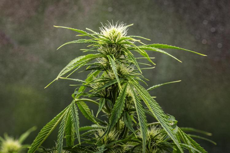 Tropicana Cookies Purple - Farm #21. Week 5 - Tropicana Cookies - Day 35.