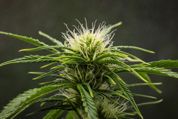 Tropicana Cookies Purple - Farm #21. Week 5 - Tropicana Cookies - Day 35.