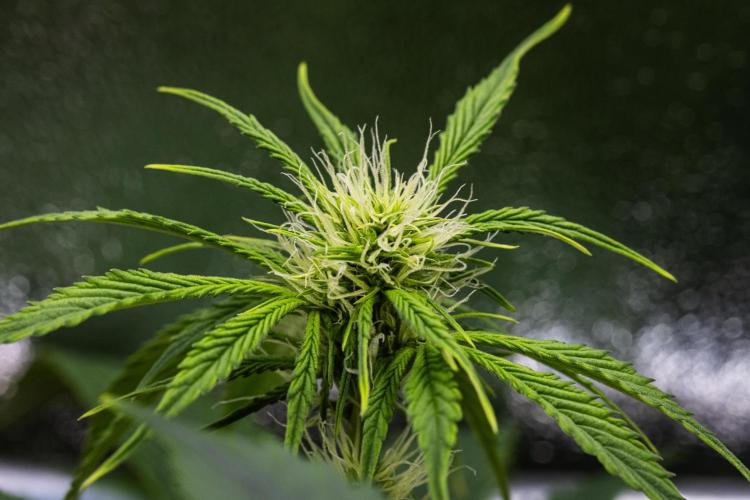 Tropicana Cookies Purple - Farm #21. Week 5 - Tropicana Cookies - Day 35.