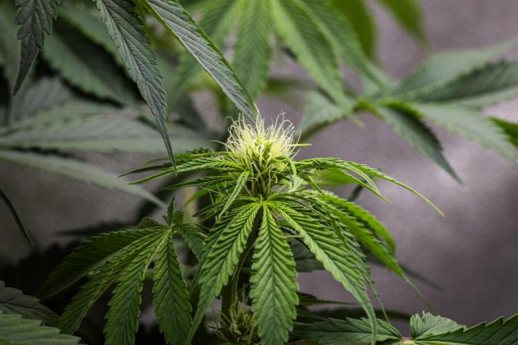 Tropicana Cookies Purple - Farm #21. Week 5 - Tropicana Cookies - Day 35.