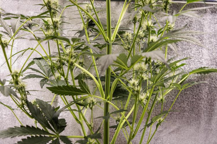 Sticky Queen - Farm #21. Week 5 - Sticky Queen - Day 35.